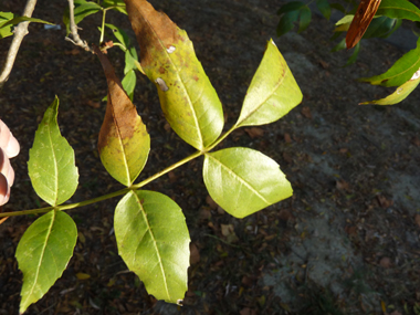 Feuilles opposées et composées comprenant entre 3 et 11 folioles d'environ 2 cm de large. Agrandir dans une nouvelle fenêtre (ou onglet)